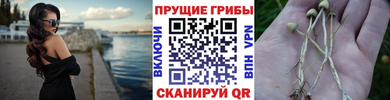 Псилоцибиновые грибы ЛСД  сколько стоит  Сковородино 